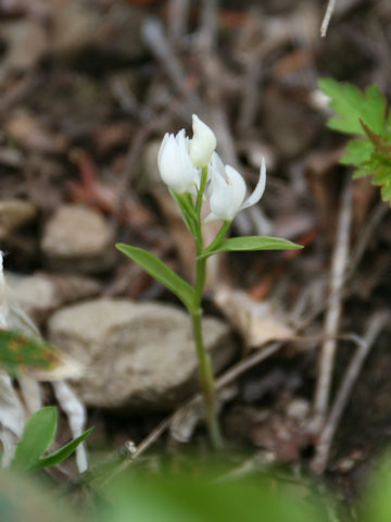 Cephalanthera subaphylla