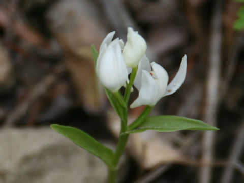 Cephalanthera subaphylla