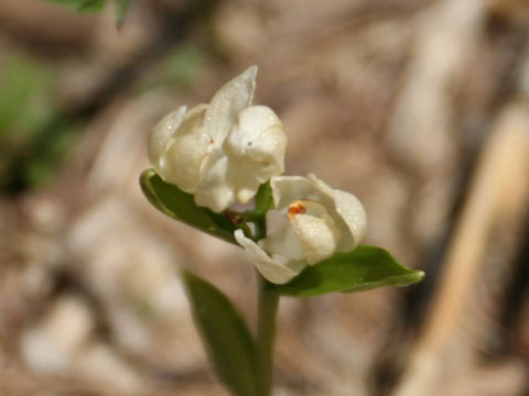 Cephalanthera subaphylla