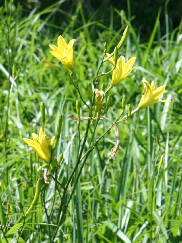 Hemerocallis citrina var. vespertina