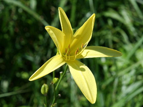 Hemerocallis citrina var. vespertina