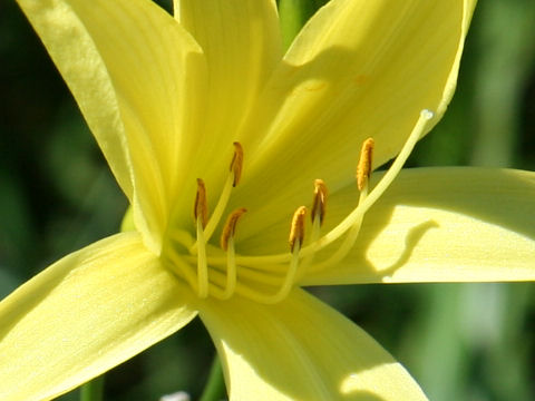 Hemerocallis citrina var. vespertina