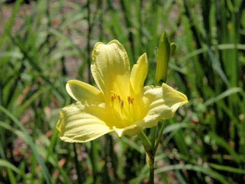 Hemerocallis citrina var. vespertina