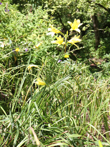 Hemerocallis citrina var. vespertina