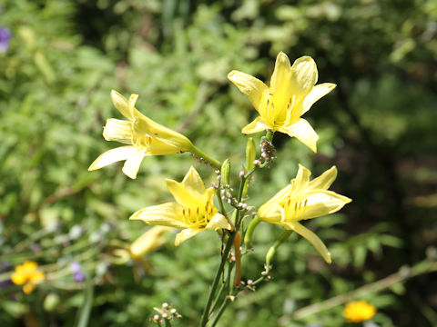 Hemerocallis citrina var. vespertina