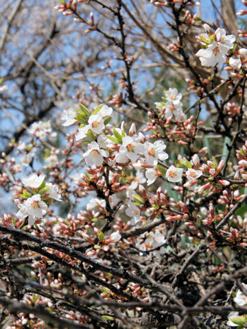 Prunus tomentosa