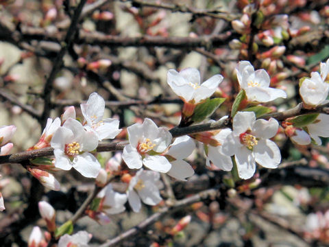 Prunus tomentosa