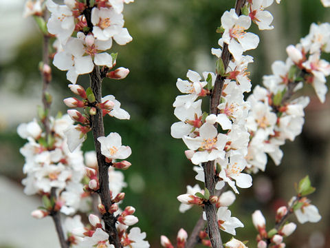 Prunus tomentosa