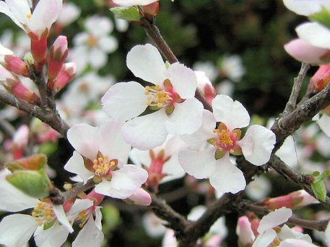 Prunus tomentosa