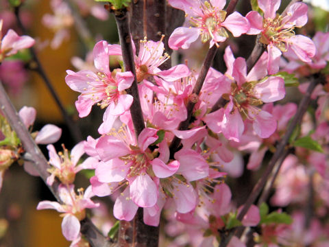 Prunus tomentosa cv.