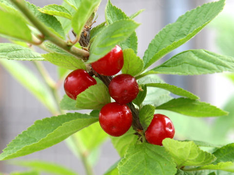 Prunus tomentosa