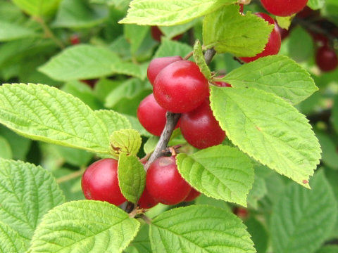 Prunus tomentosa