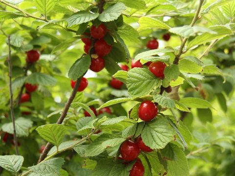 Prunus tomentosa