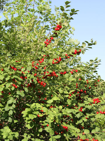 Prunus tomentosa