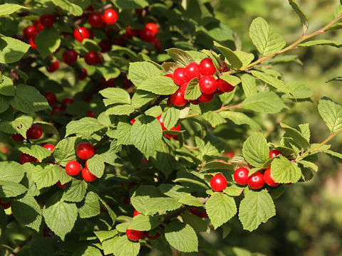 Prunus tomentosa