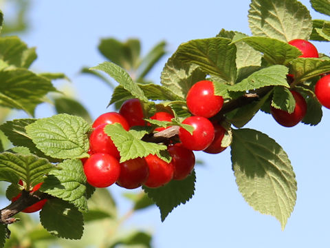 Prunus tomentosa