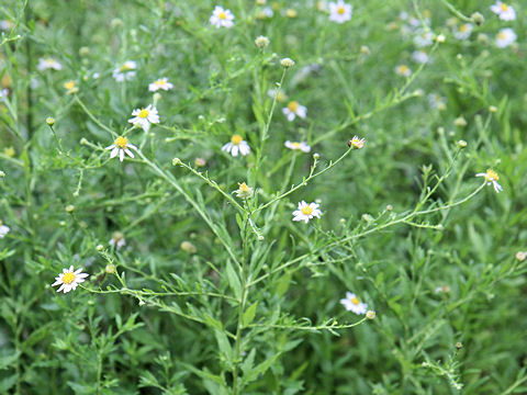 Aster iinumae