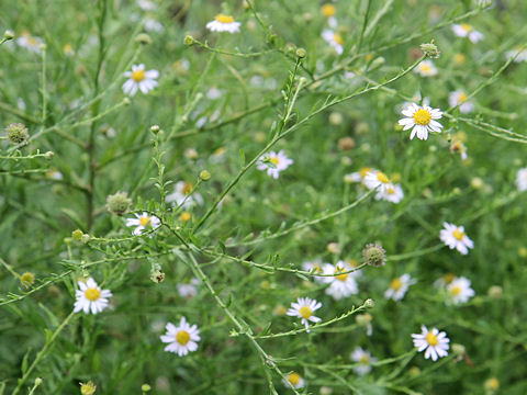 Aster iinumae