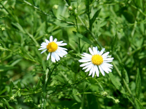 Aster iinumae