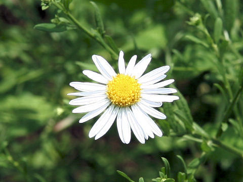 Aster iinumae