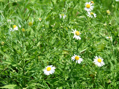 Aster iinumae