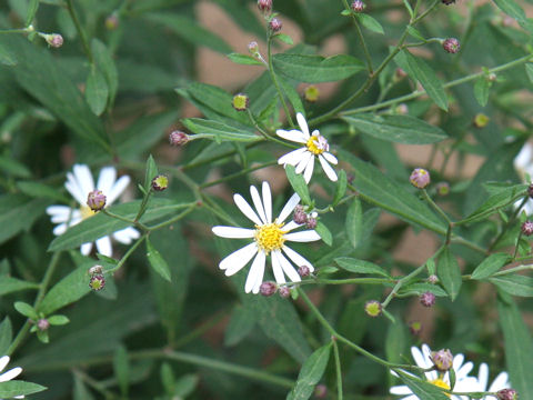 Aster iinumae