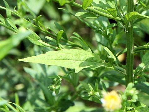 Aster iinumae