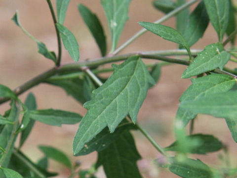 Aster iinumae