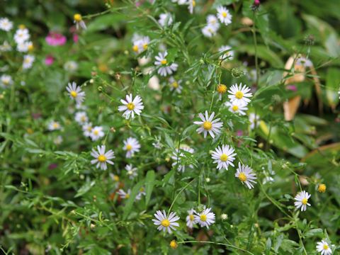 Aster iinumae