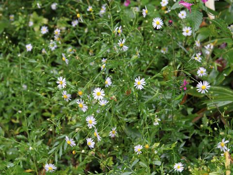 Aster iinumae