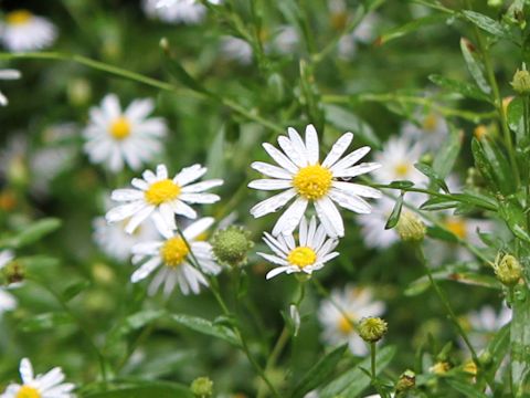 Aster iinumae