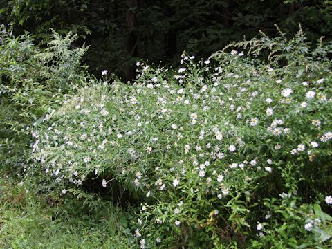 Aster iinumae