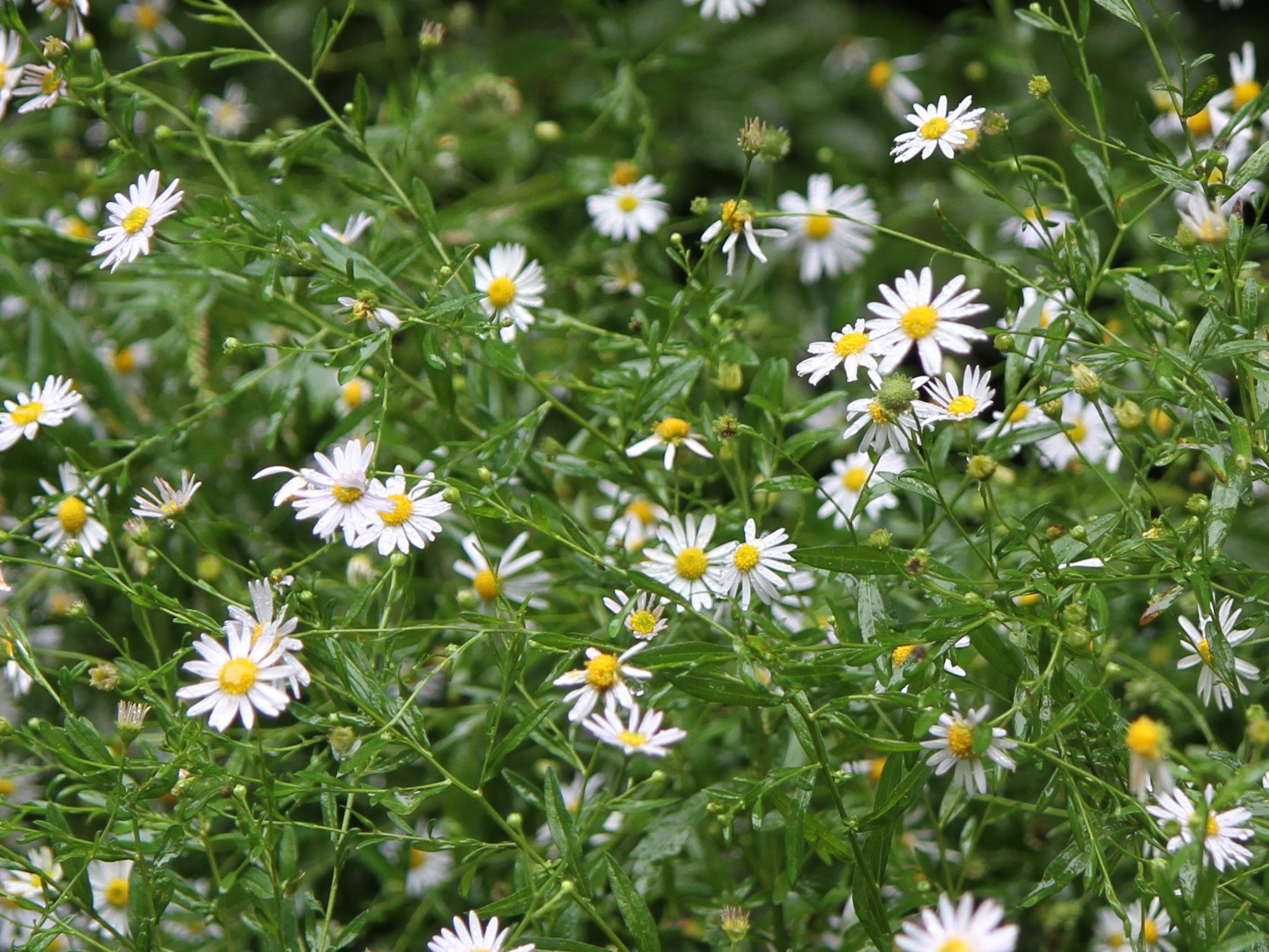 Aster iinumae