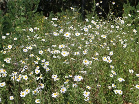 Aster iinumae