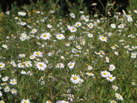 Aster iinumae