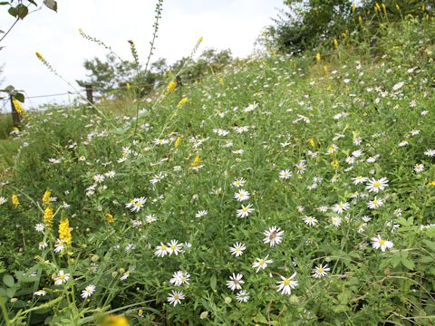 Aster iinumae