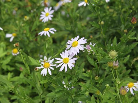 Aster iinumae