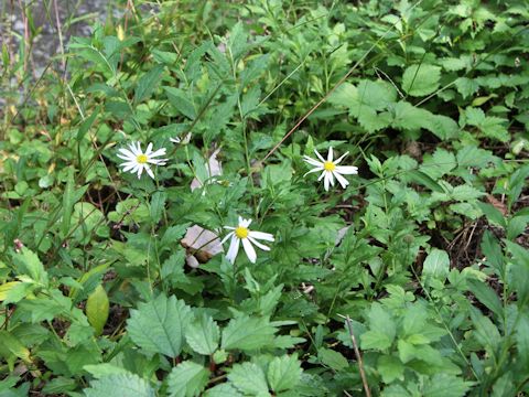 Aster iinumae