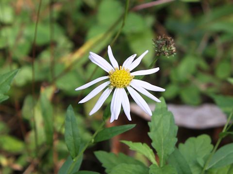 Aster iinumae