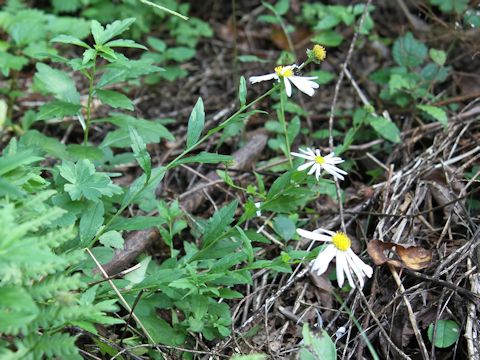 Aster iinumae