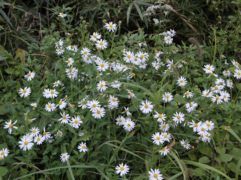 Aster iinumae