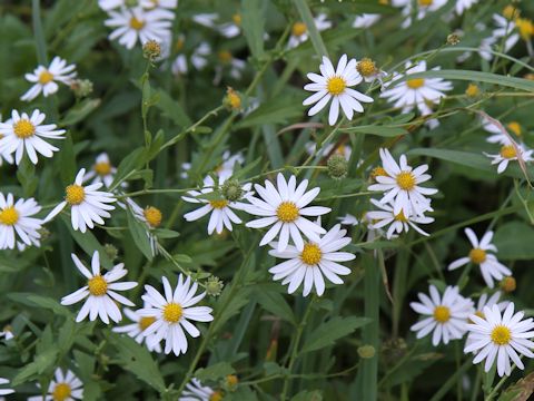 Aster iinumae