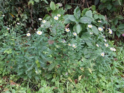 Aster iinumae