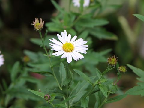 Aster iinumae