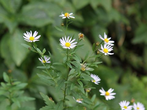 Aster iinumae