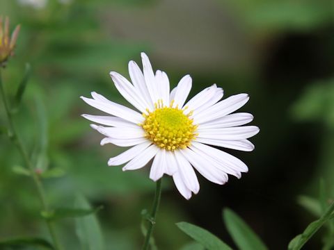 Aster iinumae