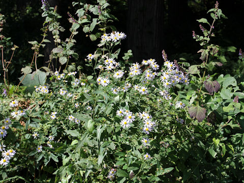 Aster iinumae