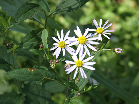 Aster iinumae