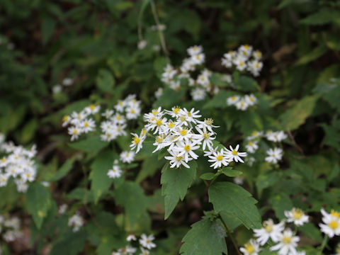 Aster iinumae