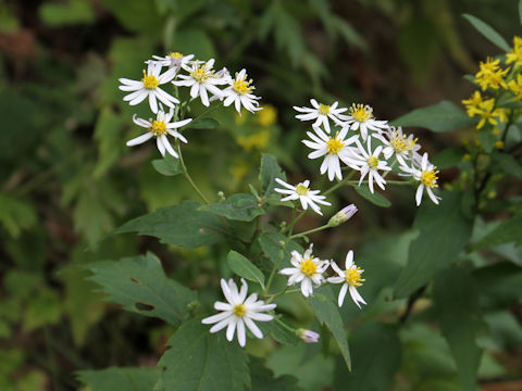 Aster iinumae